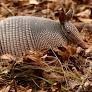 Imagen de un armadillo